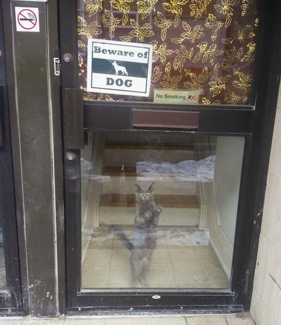 seems-legit