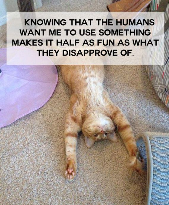 shower-thoughts-by-cats