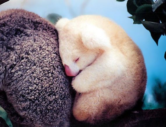 surprisingly-cute-baby-animals