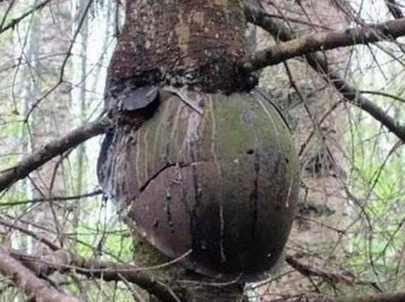 the-erie-forest-of-lost-soldiers