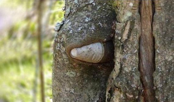 the-erie-forest-of-lost-soldiers
