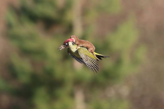 weasel_riding