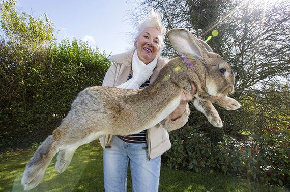 worlds_largest_rabbit