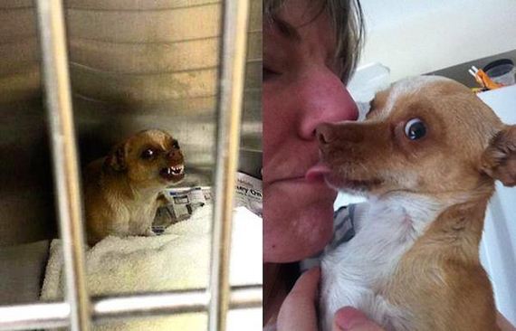 Animal-expressions
