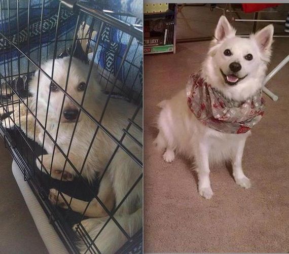 Animal-expressions