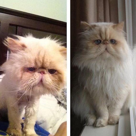 Animal-expressions