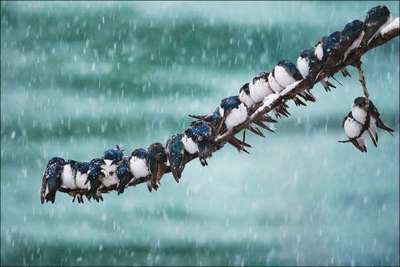 Birds-Cuddle
