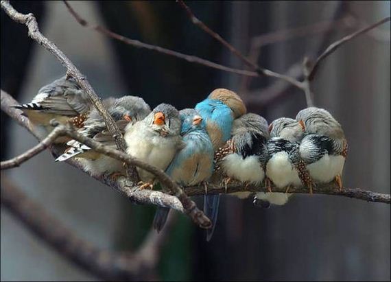 Birds-Cuddle
