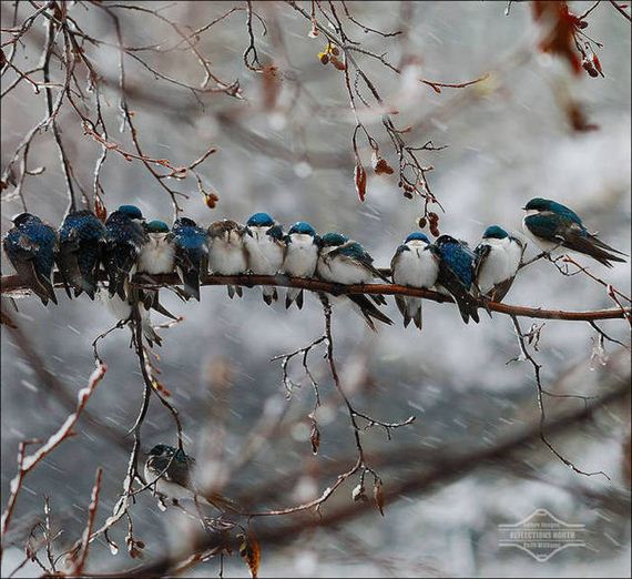 Birds-Cuddle