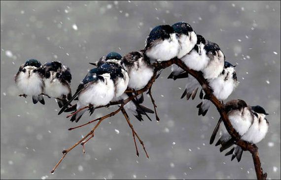 Birds-Cuddle
