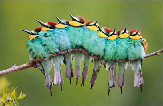 Birds-Cuddle