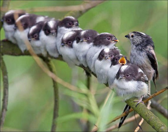 Birds-Cuddle