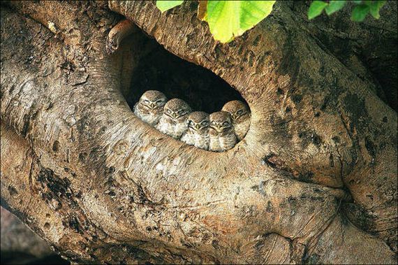 Birds-Cuddle