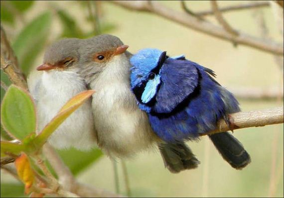 Birds-Cuddle
