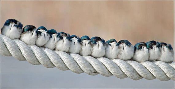 Birds-Cuddle