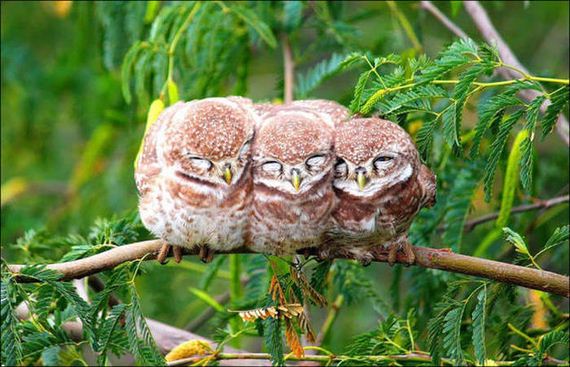 Birds-Cuddle