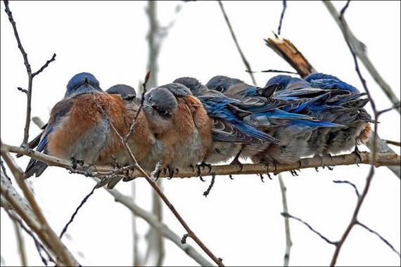 Birds-Cuddle