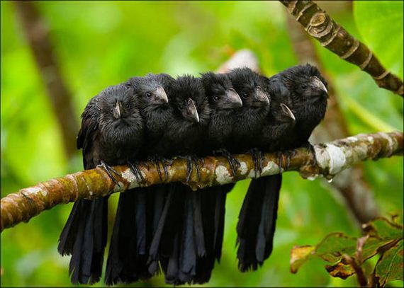 Birds-Cuddle