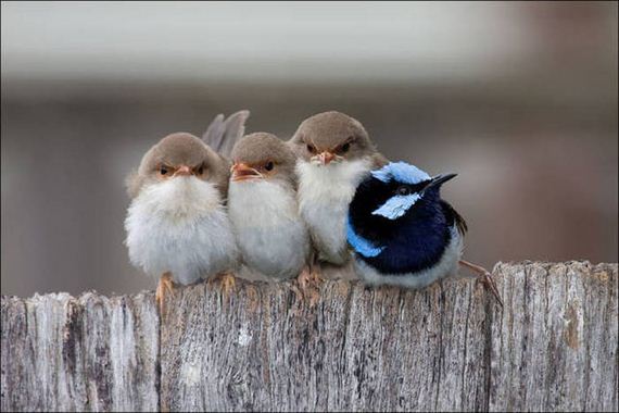 Birds-Cuddle