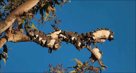 Birds-Cuddle
