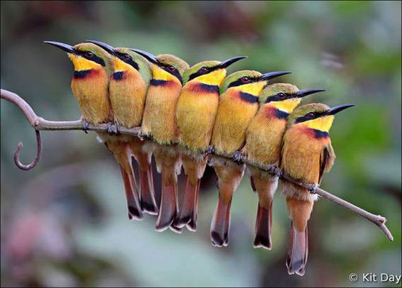 Birds-Cuddle