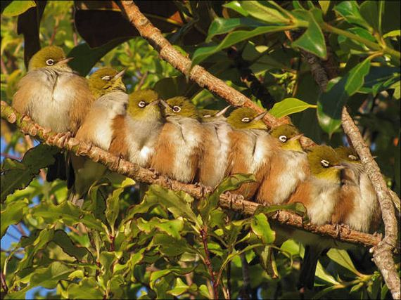 Birds-Cuddle