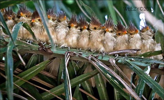 Birds-Cuddle