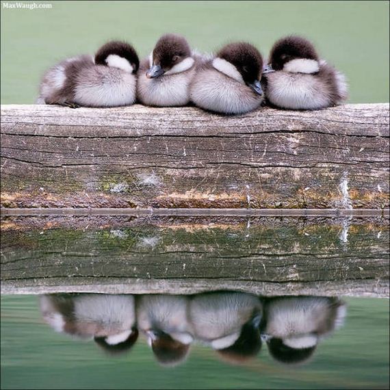 Birds-Cuddle
