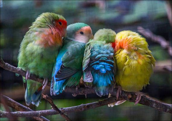 Birds-Cuddle