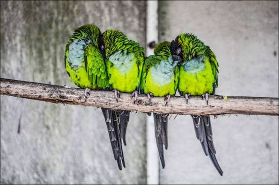 Birds-Cuddle