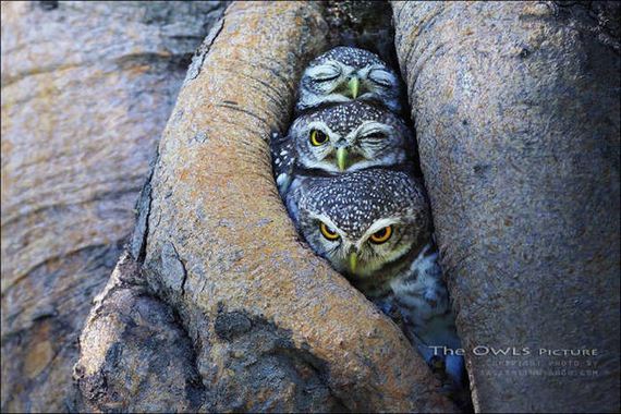 Birds-Cuddle