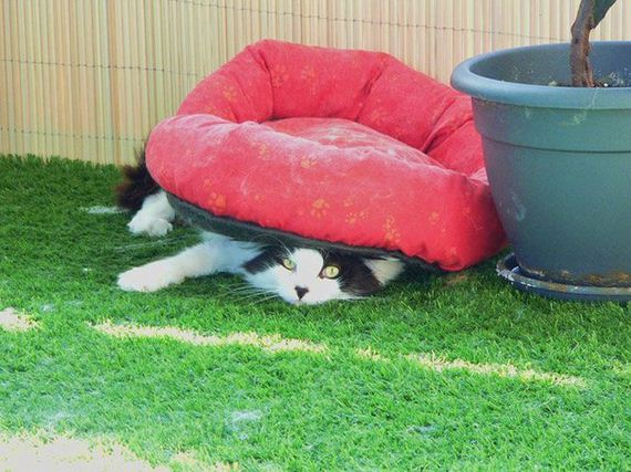 Cat-Logic