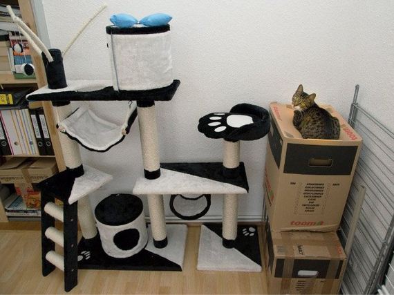 Cat-Logic