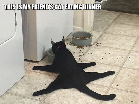 Cat-Logic