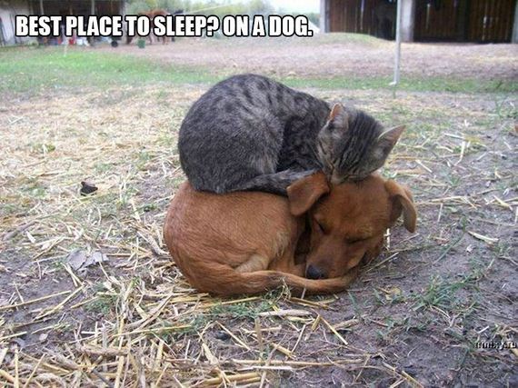Cat-Logic