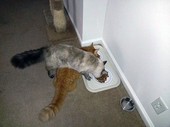 Cat-Logic
