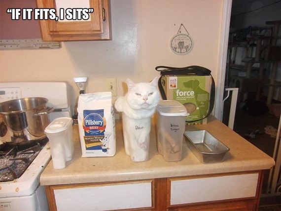 Cat-Logic