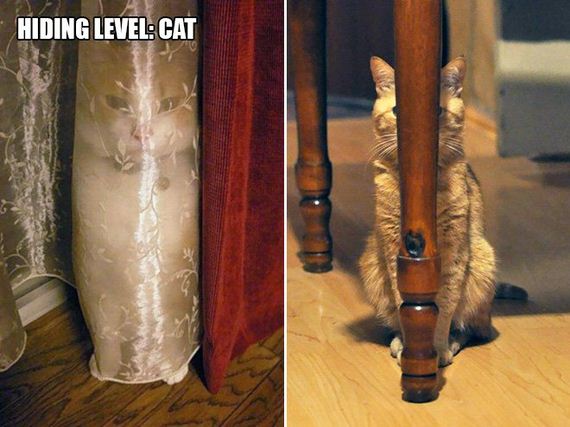 Cat-Logic