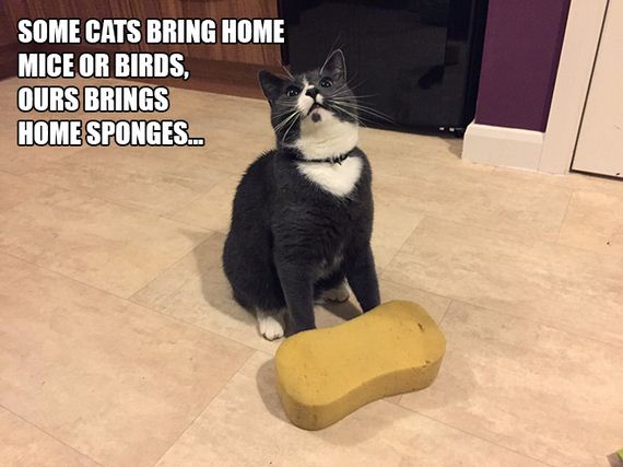 Cat-Logic
