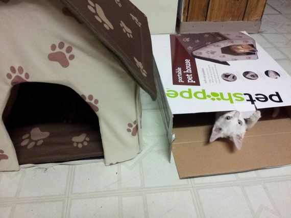 Cat-Logic
