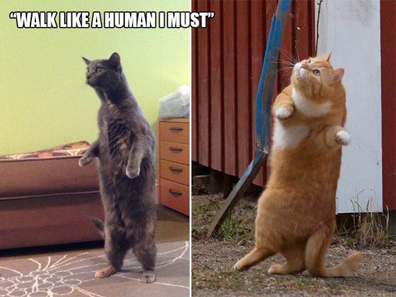 Cat-Logic