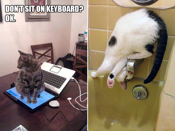 Cat-Logic