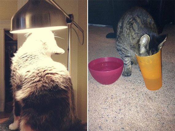 Cat-Logic