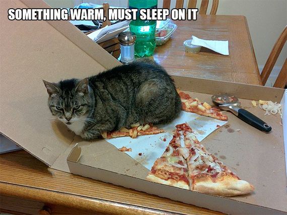 Cat-Logic