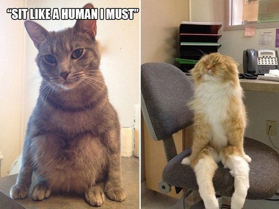 Cat-Logic
