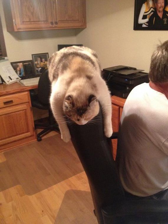 Cats-Caturday