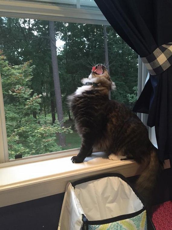 Cats-Caturday