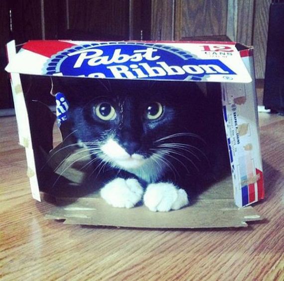 Cats-Caturday