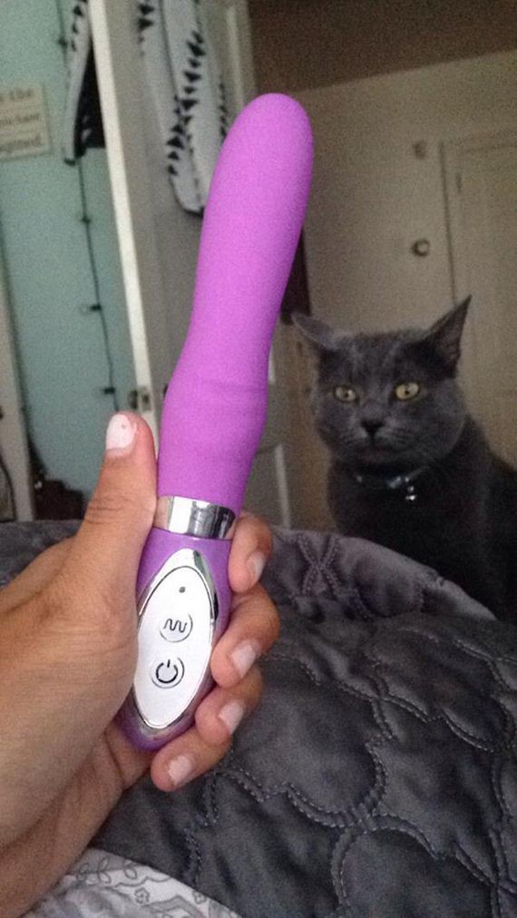 Cats-Caturday