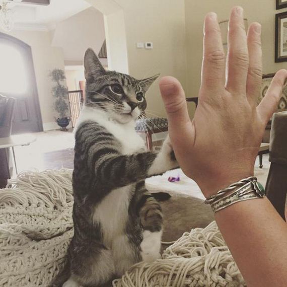 Cats-Caturday